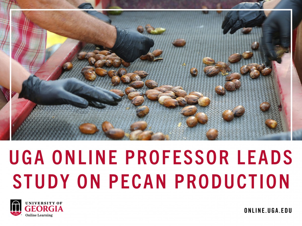 UGA online professor leads study on pecan production. 