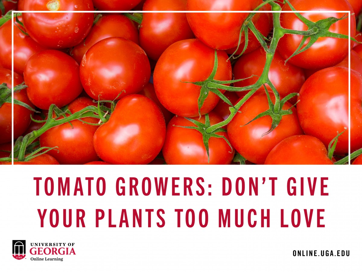 Tomato growers: Don't give your plants too much love