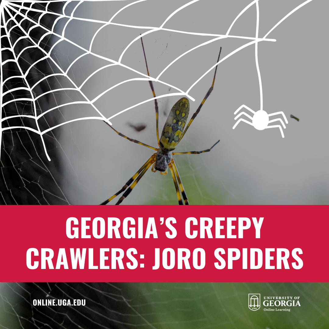 Joro Spiders - Everything You Need to Know