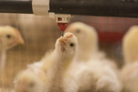 Chickens at UGA’s Poultry Science Center.