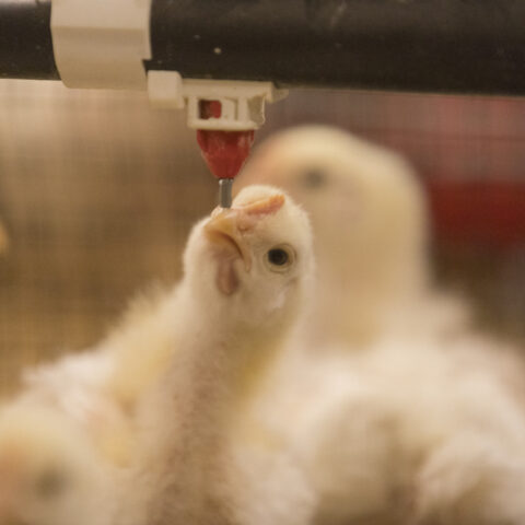 Chickens at UGA’s Poultry Science Center.