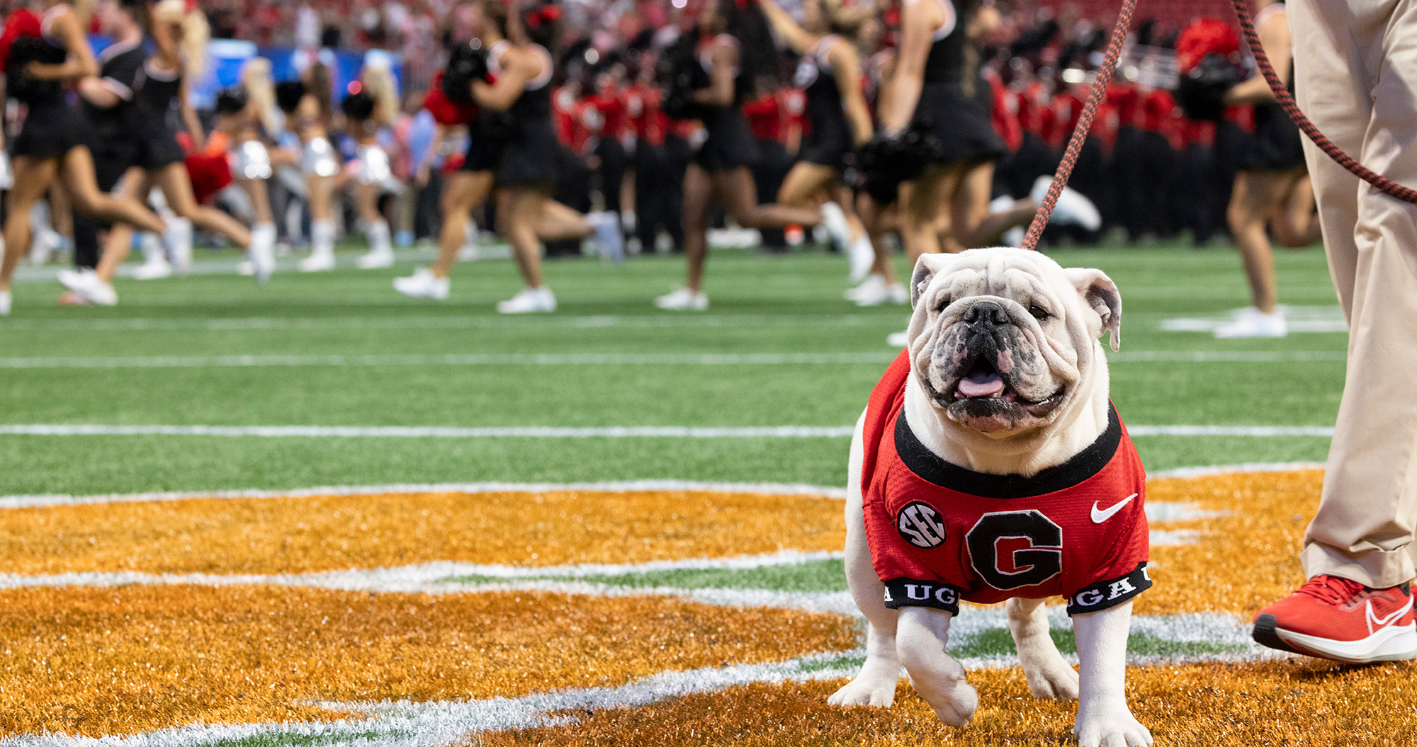 Uga dog on football field.