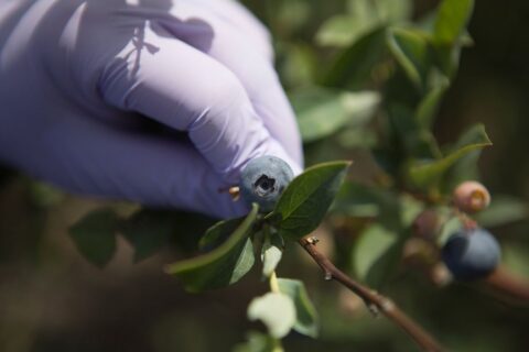 Gloved hand picks a blueberry in a field