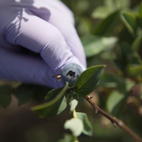 Gloved hand picks a blueberry in a field