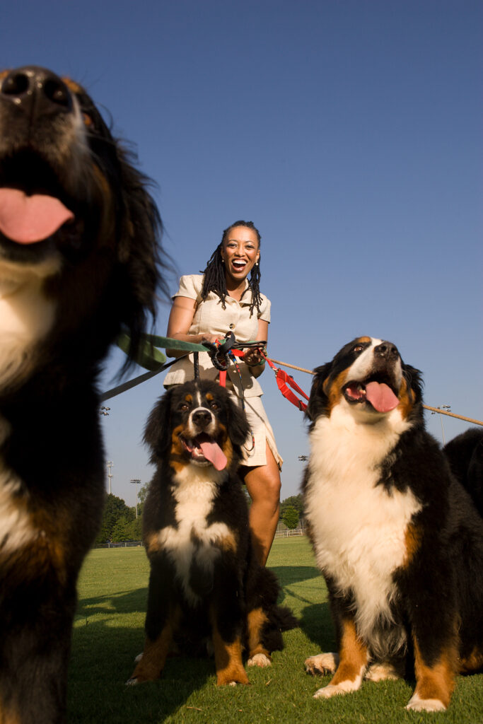 K. Paige Carmichael walking and sitting with Bernese Mountain Dogs