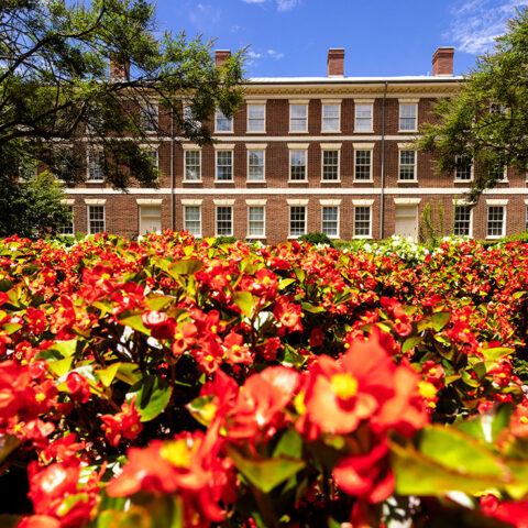 Old College summer flowers
