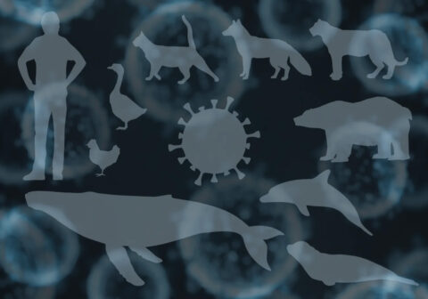 Graphic of various animal superimposed over image of a virus