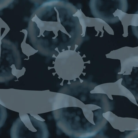 Graphic of various animal superimposed over image of a virus